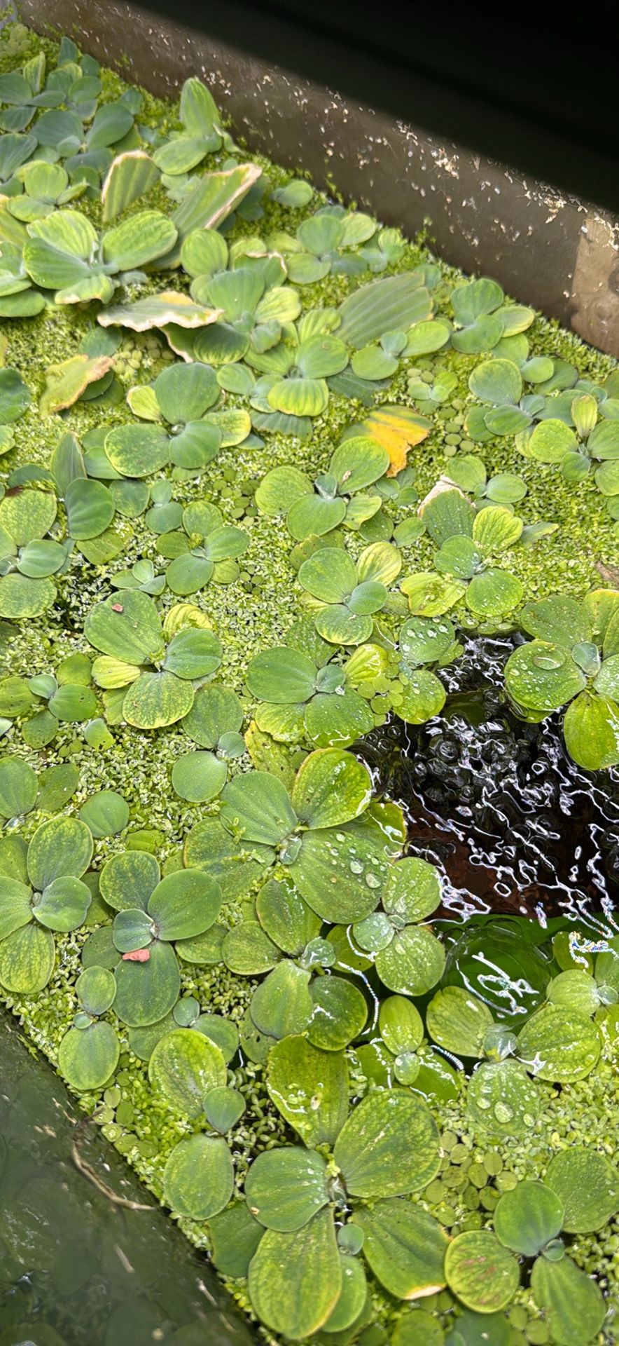 Duckweed
