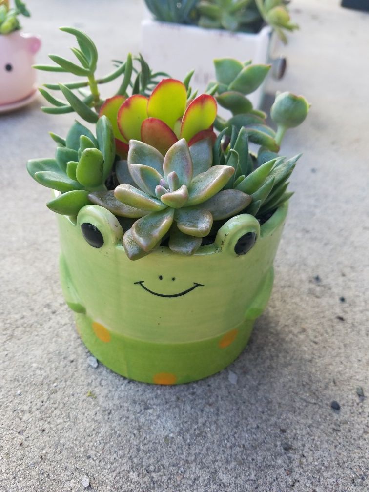 Frog succulent