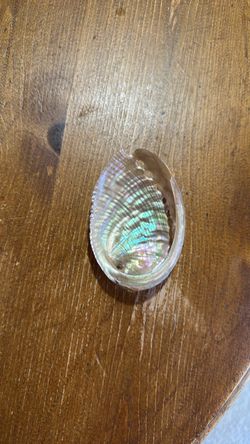 Little Abalone