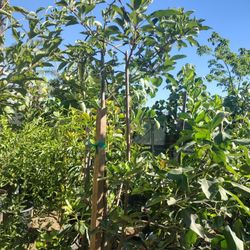Apple Trees