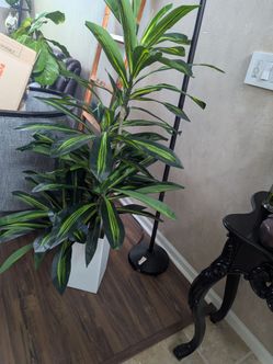 Large Dracaena Plant in White Planter