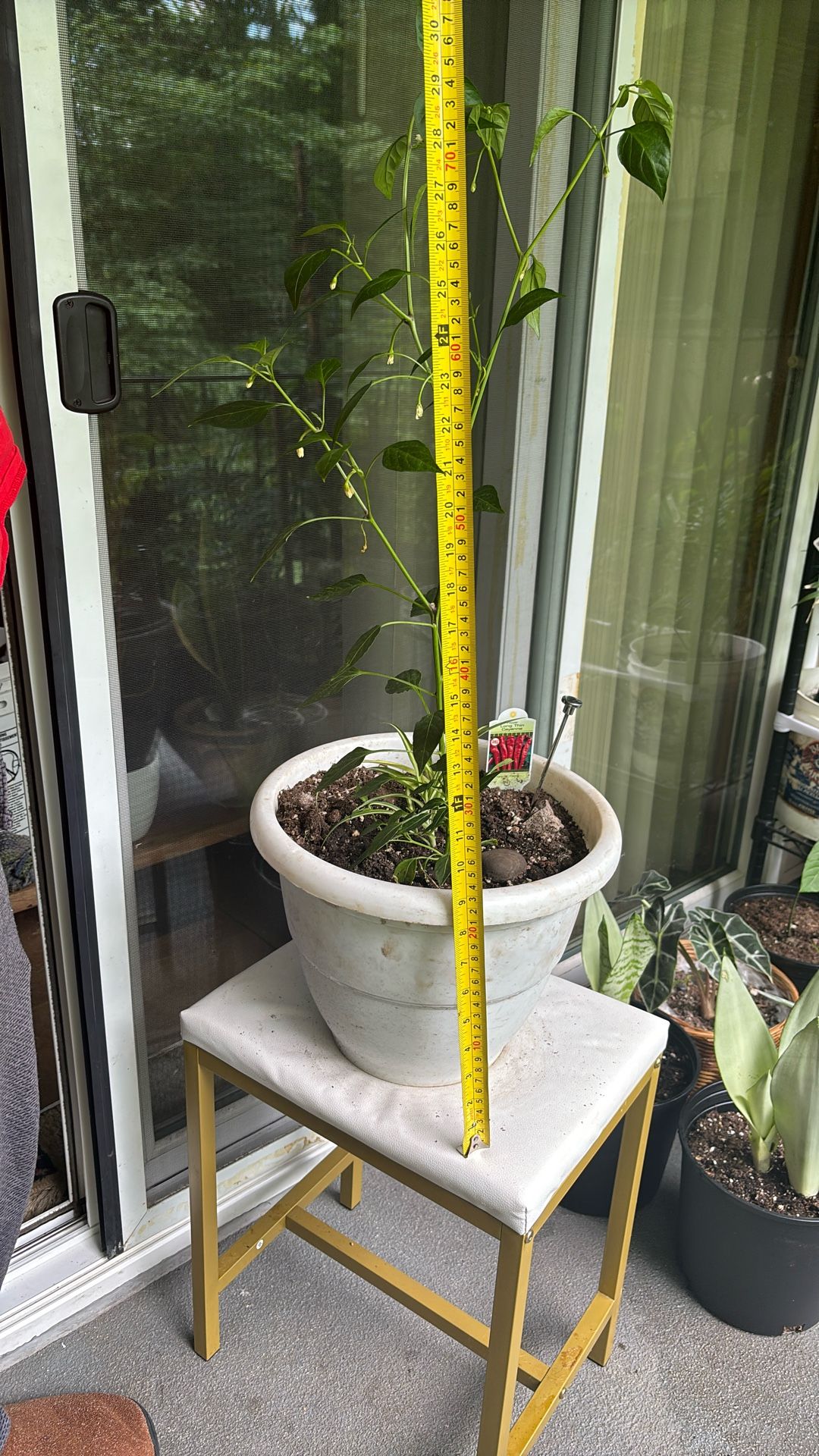 Long Thin Cayenne Plant