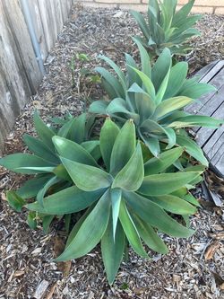 Foxtail Agaves (Agave Attenuata) Succulent Plants