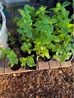 Lemon balms plantas  de menta de limón $3-$1