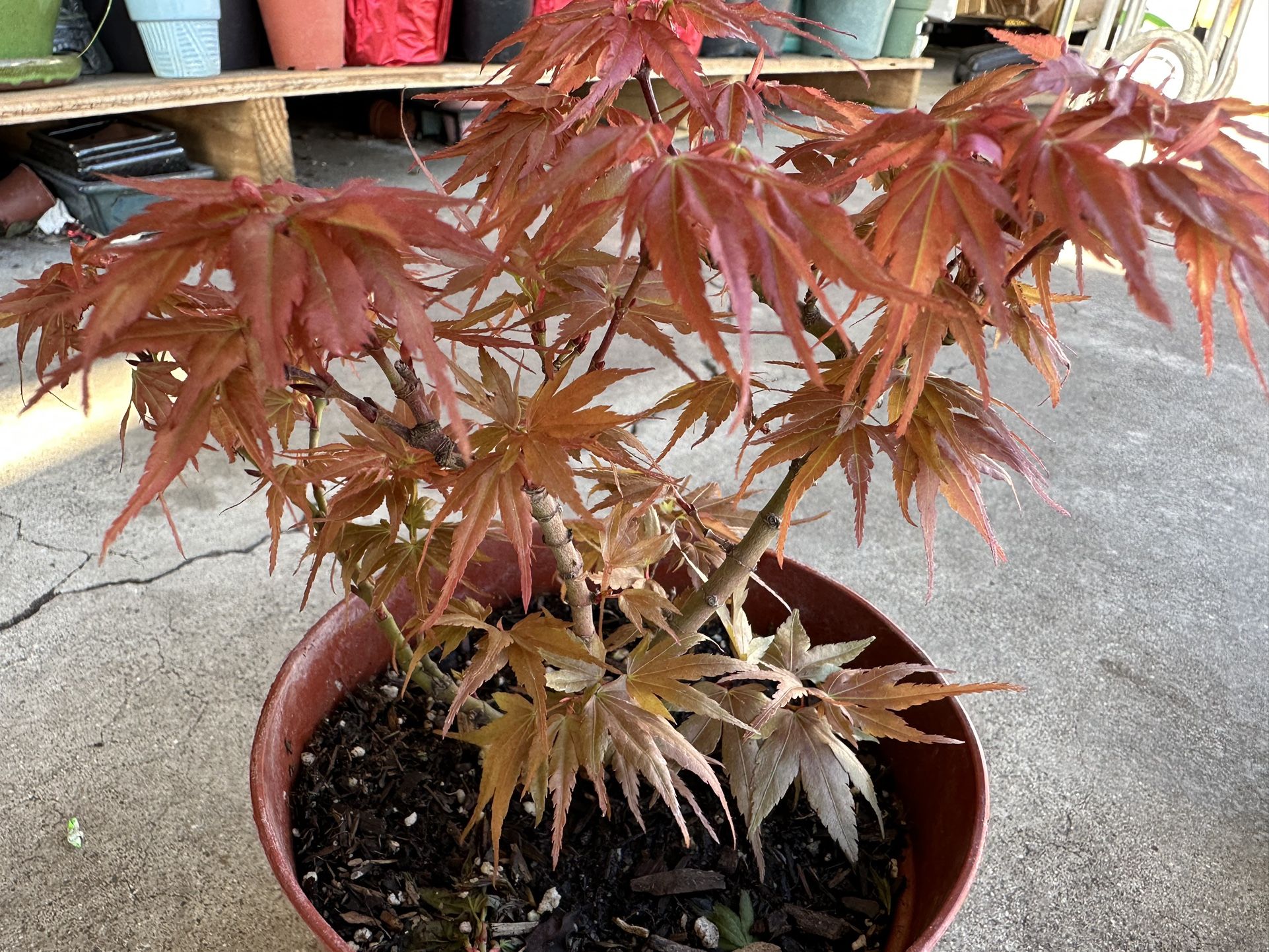 Dwarf Kamagata Japanese Maple Bonsai Tree $35-55 for Sale in Garden