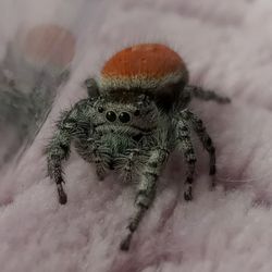 Phidippus Adumbratus (Jumping Spider) "Replica"  
