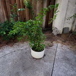 Eversweet Pomogranate Plant