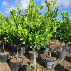 Clusias Standar Trees Tall Full Green  Fertilized  Ready For Planting Instant Privacy Hedge  Same Day Transportation 