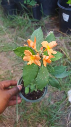 Crossandra aka kanakambaram firecracker seed