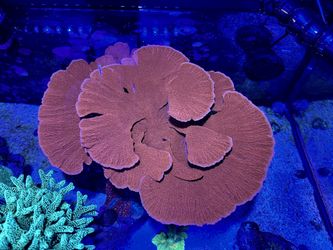Red Montipora