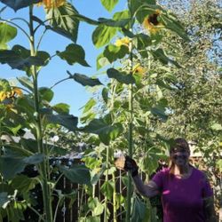 Giant Sunflower Starts