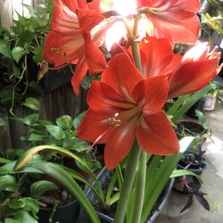 Amaryllis Plant For Sale