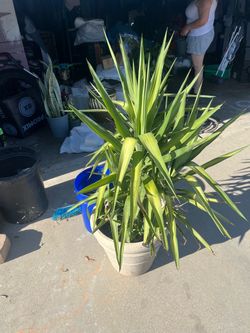 Plant