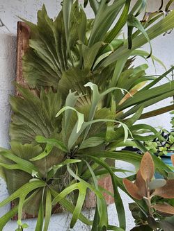 Giant beautiful super healthy staghorn mounted on a cedar wood  23" X 17" wide
