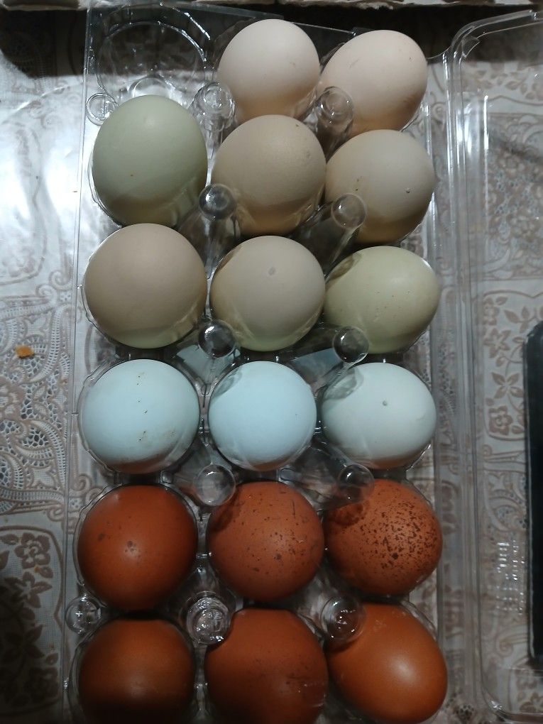  Huevo Fertile Incubar/ Fertile Eggs Incubate