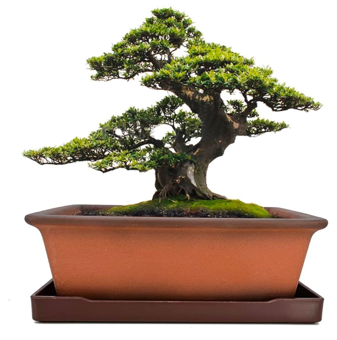 Brand New Ceramic Bonsai Pot Planter