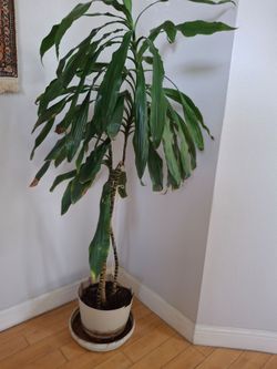 Live indoor plant 60 inch tall. Cash only