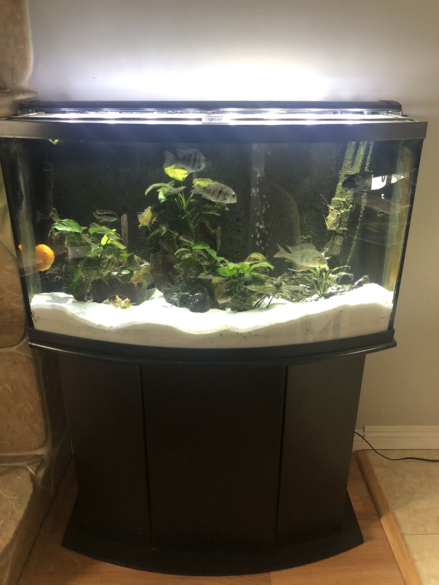 HUGE 450 gallon bow front fish tank: 10 feet long for Sale in Hollywood, FL  - OfferUp