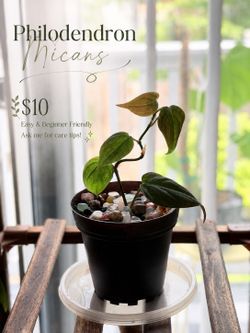 Philodendron Micans House Plants 🪴