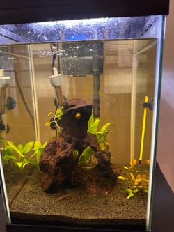 Fishtanks (10 Gallon, 5 Gallon)