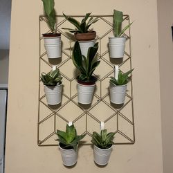 Living Art | Wall Planter | Convert Your Plants Into Wall Art