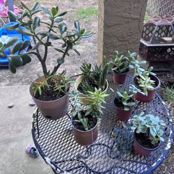 Lot Of Succulents For Sale 