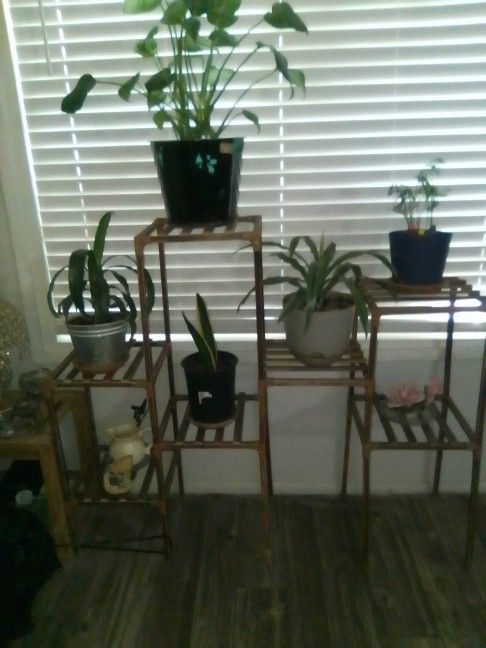 plant stand with plants