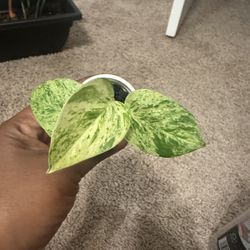 Pothos Snow Queen