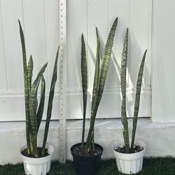 Healthy Sansevieria Snake Plants