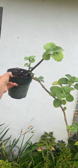 Oregano plant live available