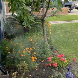 Sprinklers
