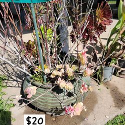 Big Pot With Purple Flower Plant With Succulents