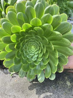 Beautiful Flower Succulent, Fresh, Green, Young,