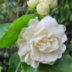 **Rare** Grand Duke of Tuscany Arabian Jasmine Plant
Authentic
12"-18" Tall Full Sun 6+ Hours