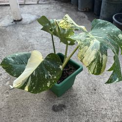 Monstera Half Moon