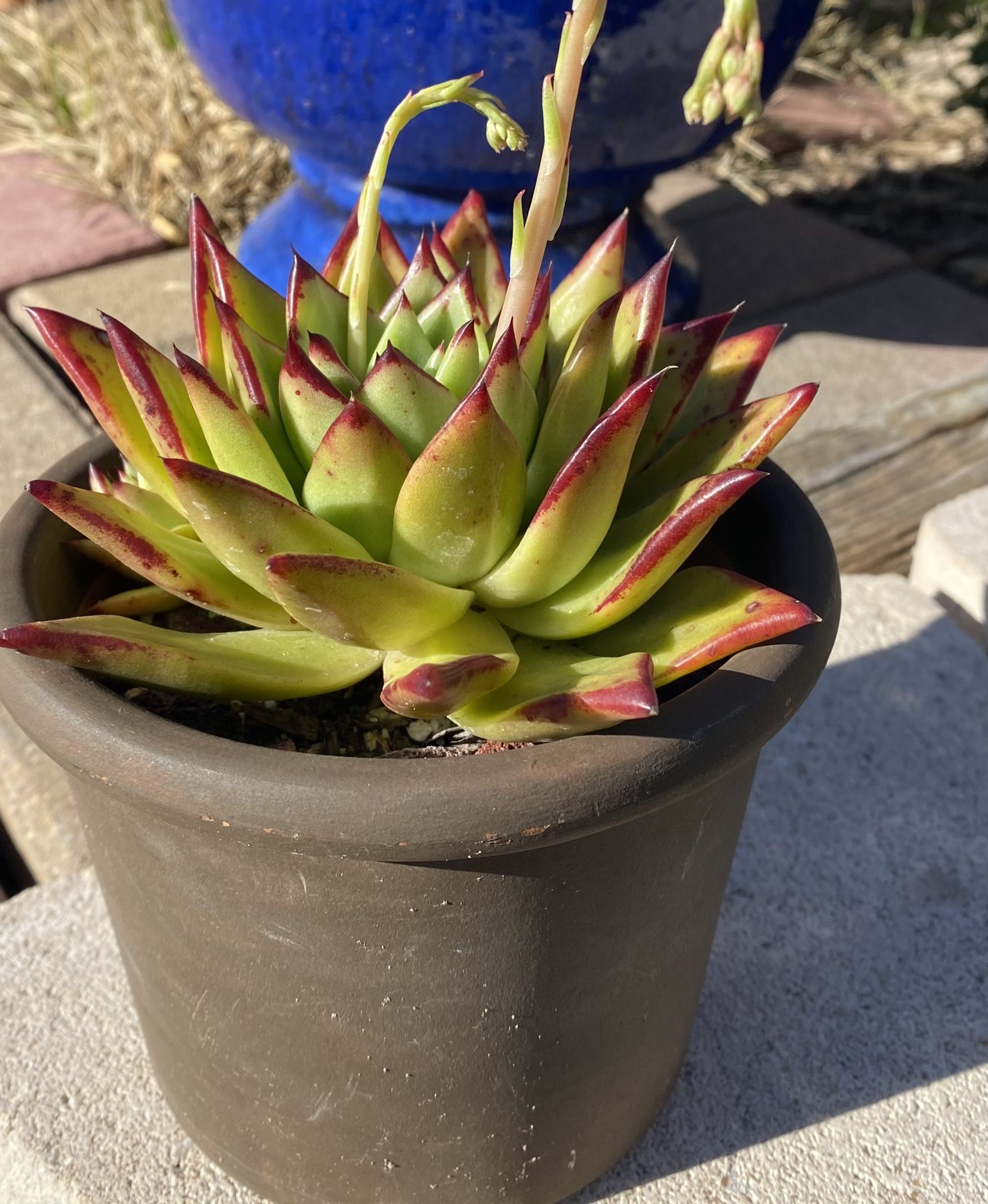 Succulent Plant 