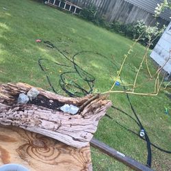 Australian Willow Bonsai Tree 