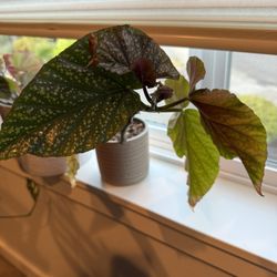 Polka Dot Begonias – Silver Spotted Leaves