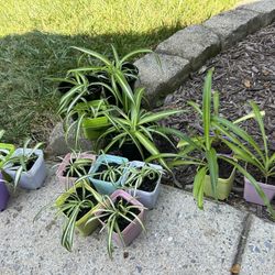 Spider Plants!