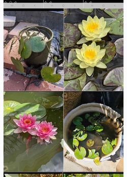 Water Lilly Plant yellow and pink color $25 for each pot, 5 gallons bucket is $40 for each