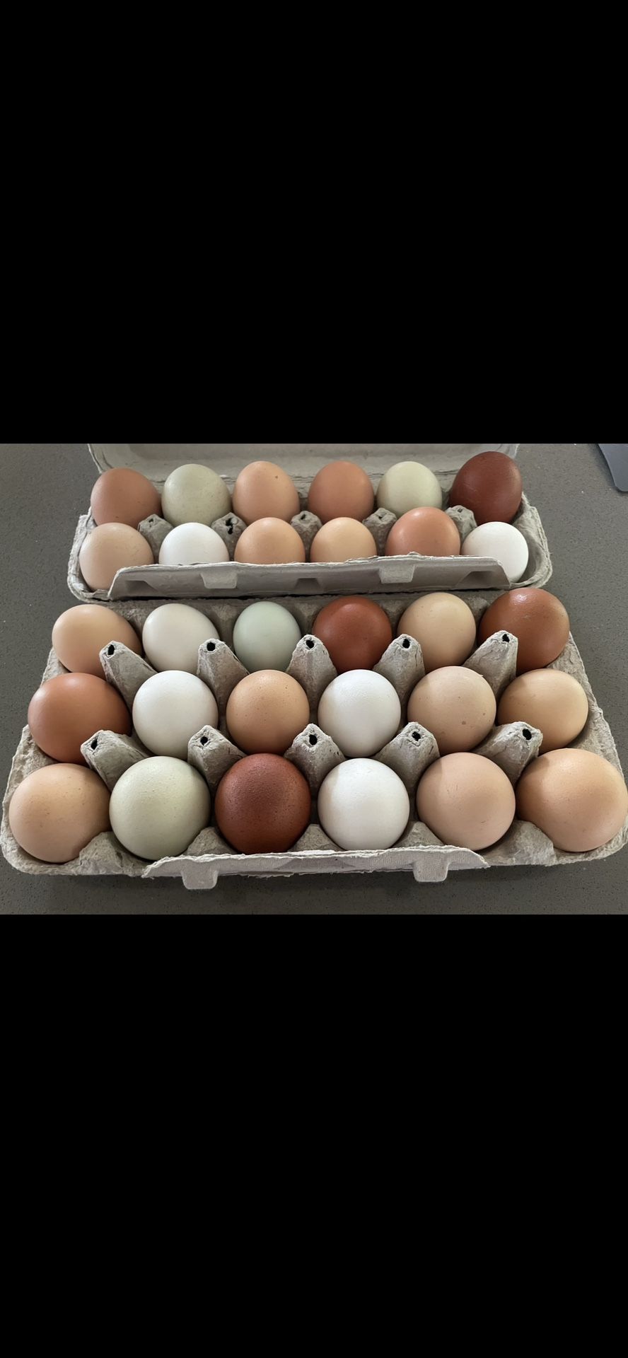 Fresh Eggs