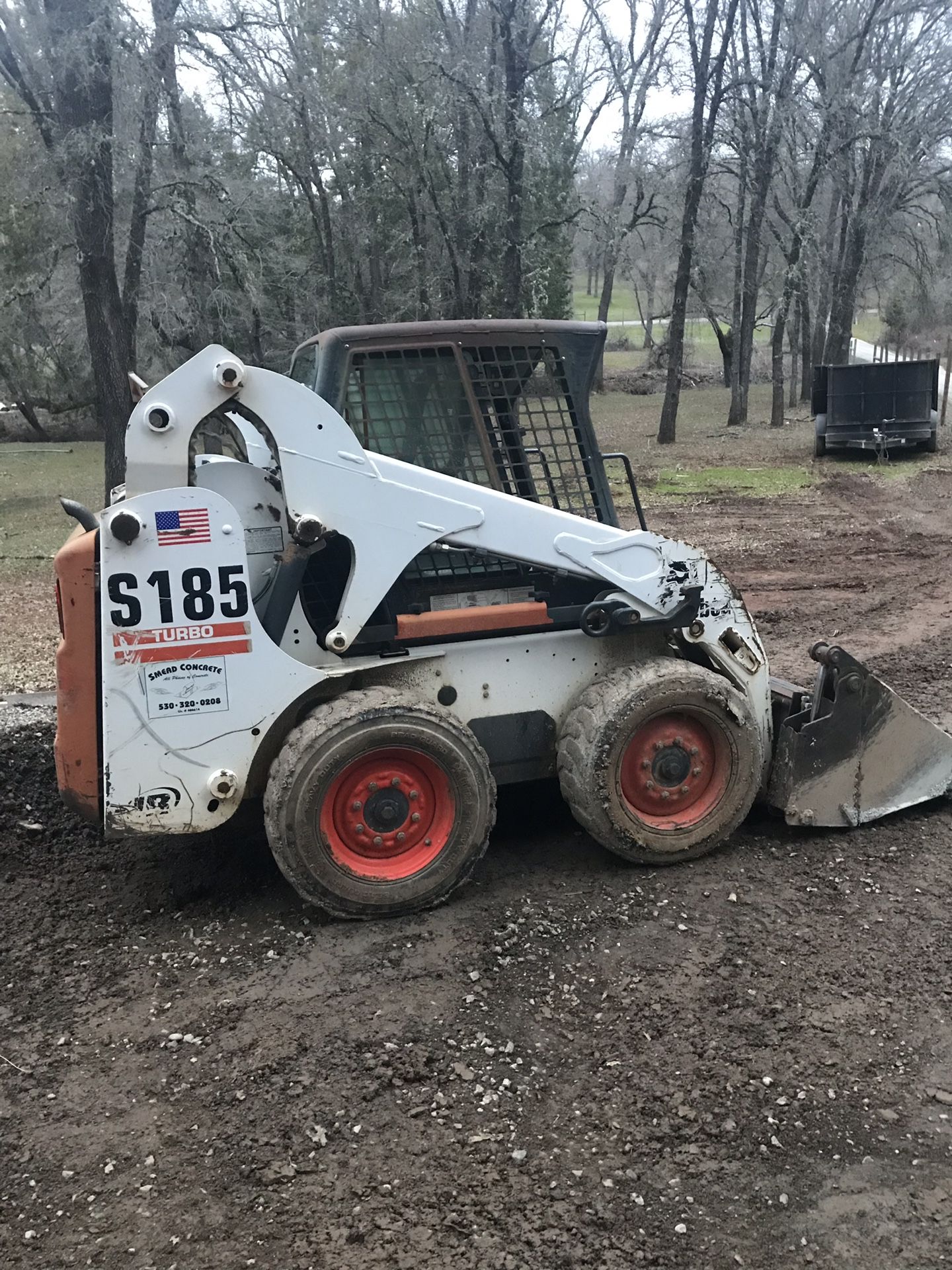 Bobcat