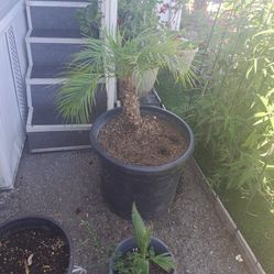 Dwarf Palm Tree