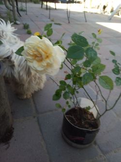 Rosal