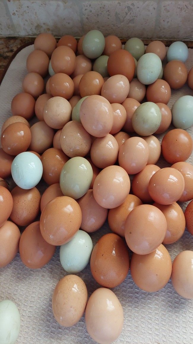 Free Range Chicken And Goose Eggs