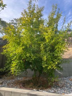 Pomegranate tree