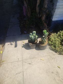 Monstroses apple cactus plant