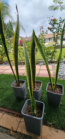 Snake Plant for sale