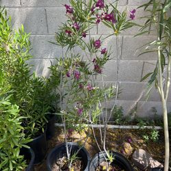 5 Gal Burgundy Desert Willow 