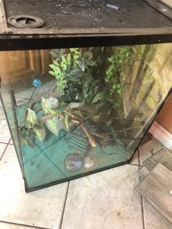 Lizard Tank